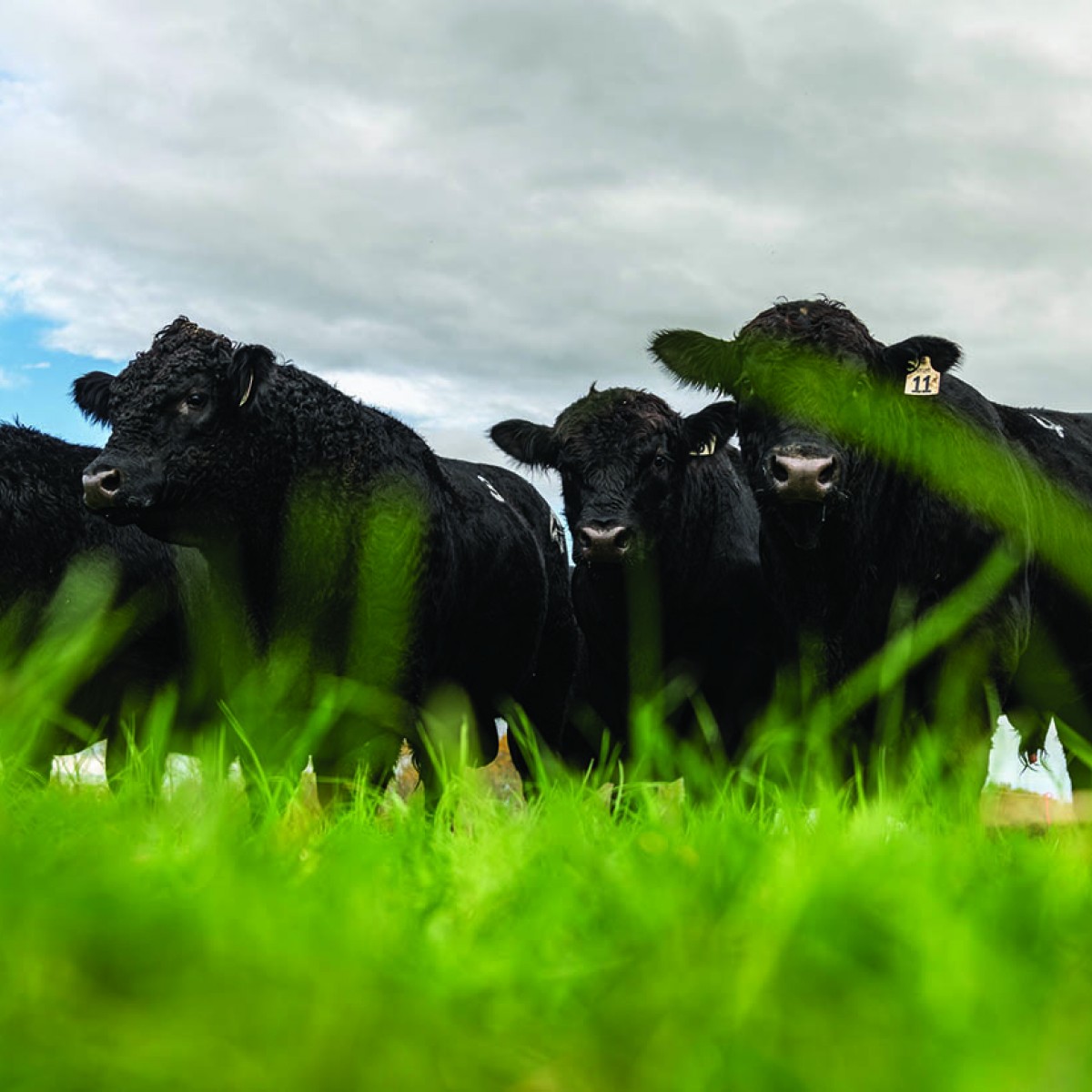 Cows in the field