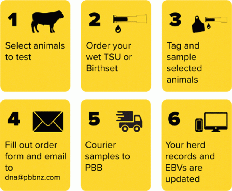 Beef process md