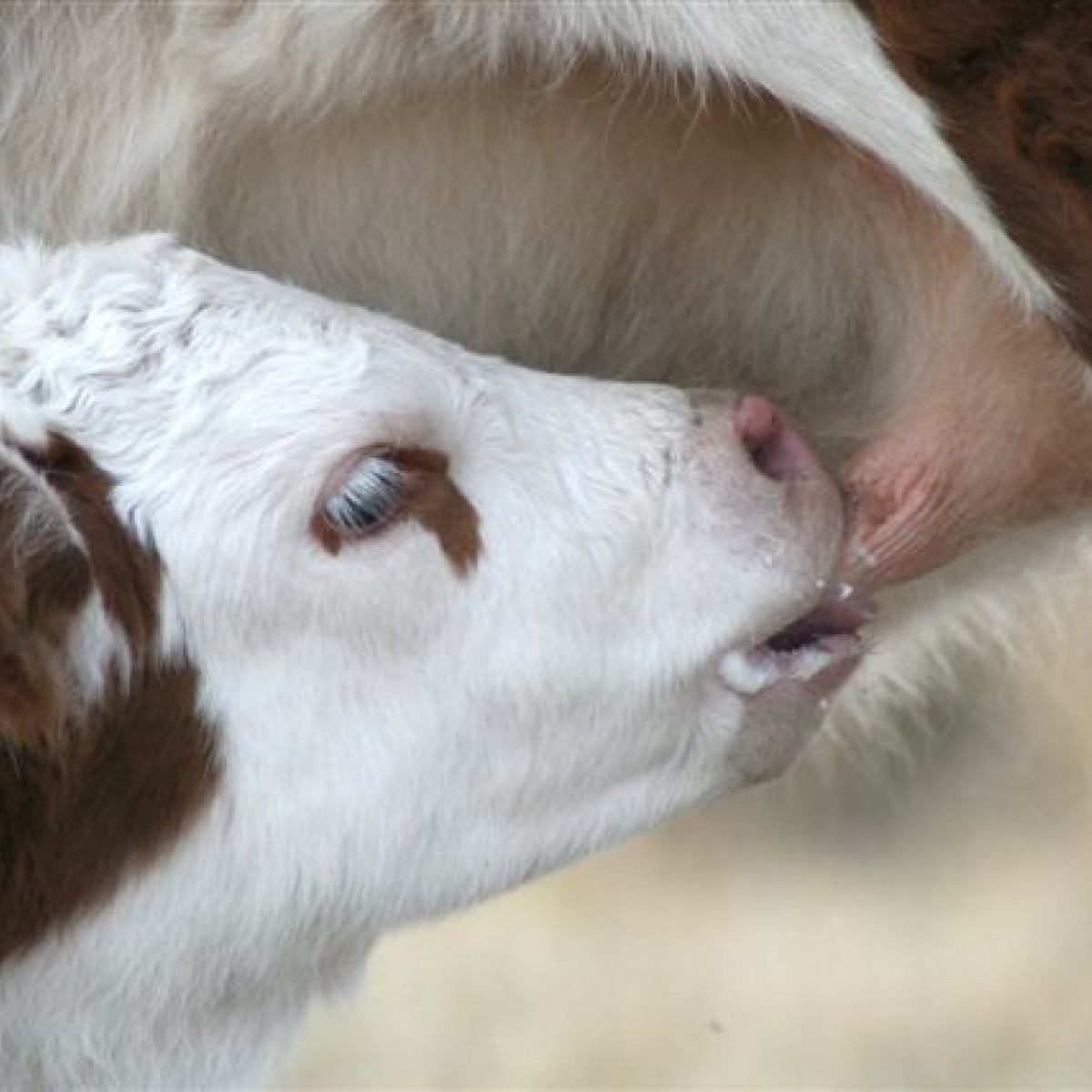 Calf Suckling