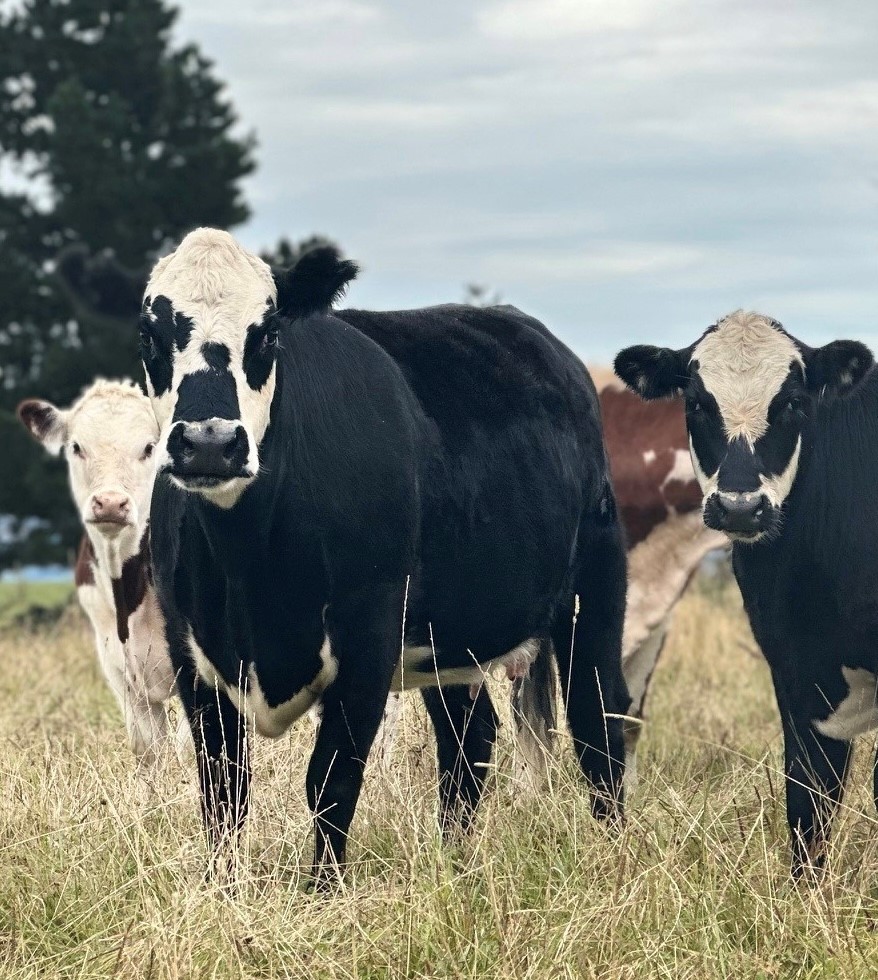 Focus time, feed and resources on young breeding stock of verified ...