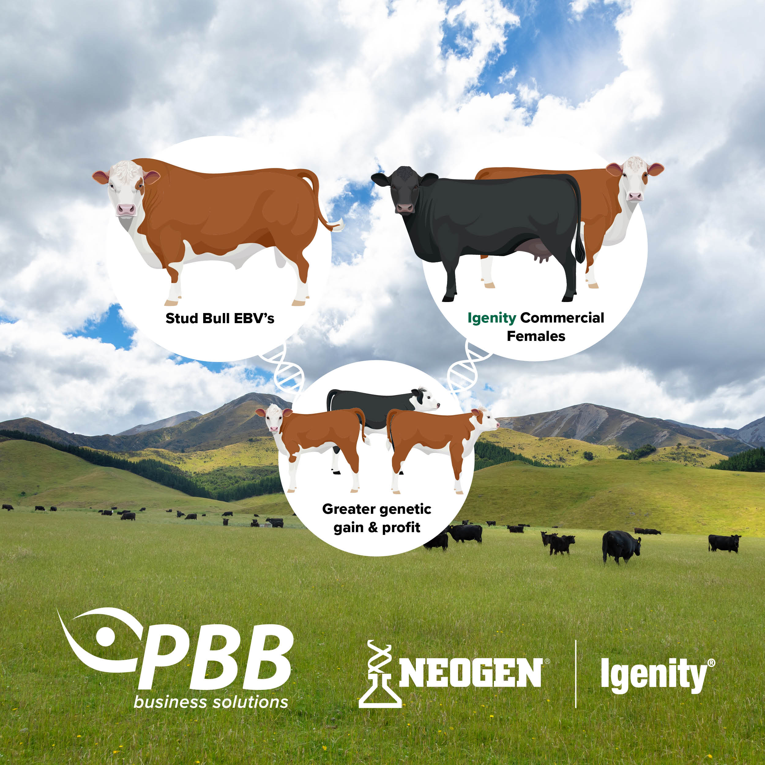 Igenity offers insight into the performance of commercial herds