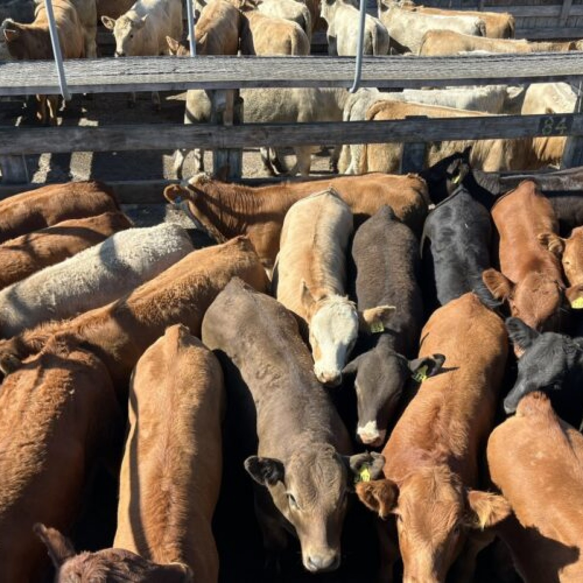weaner steers 800x500