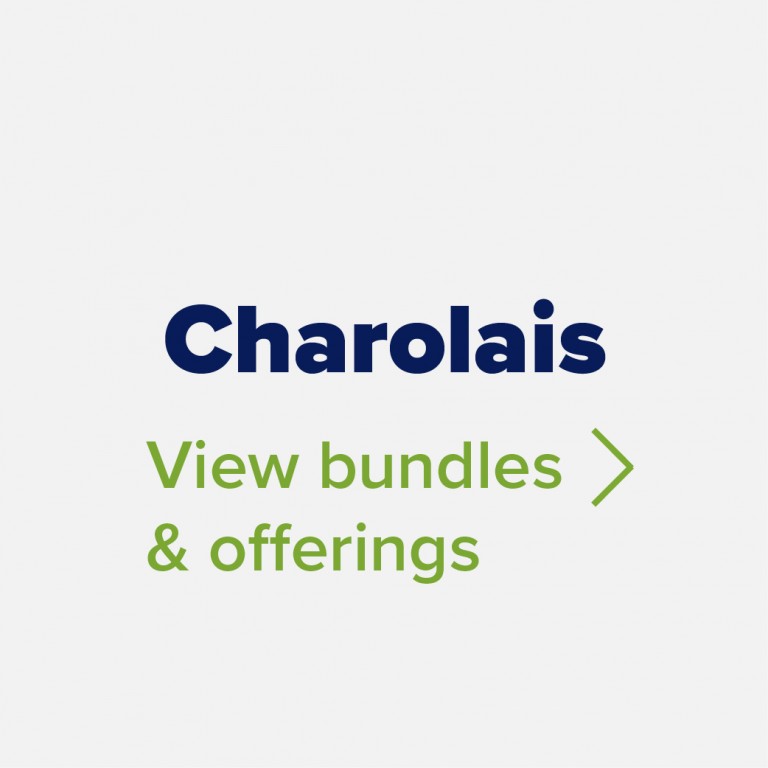 Charolais