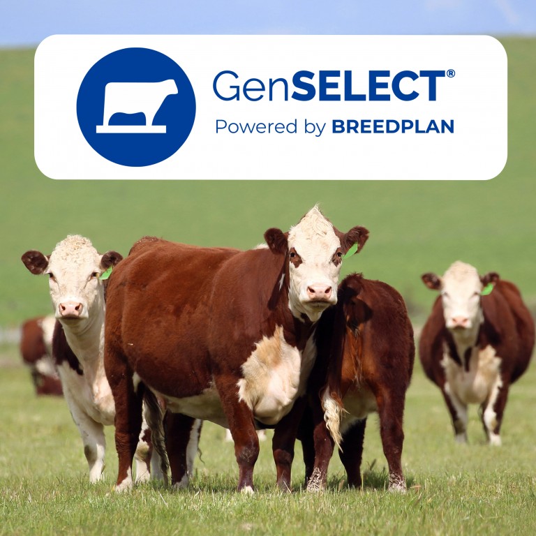 Herefords image tile