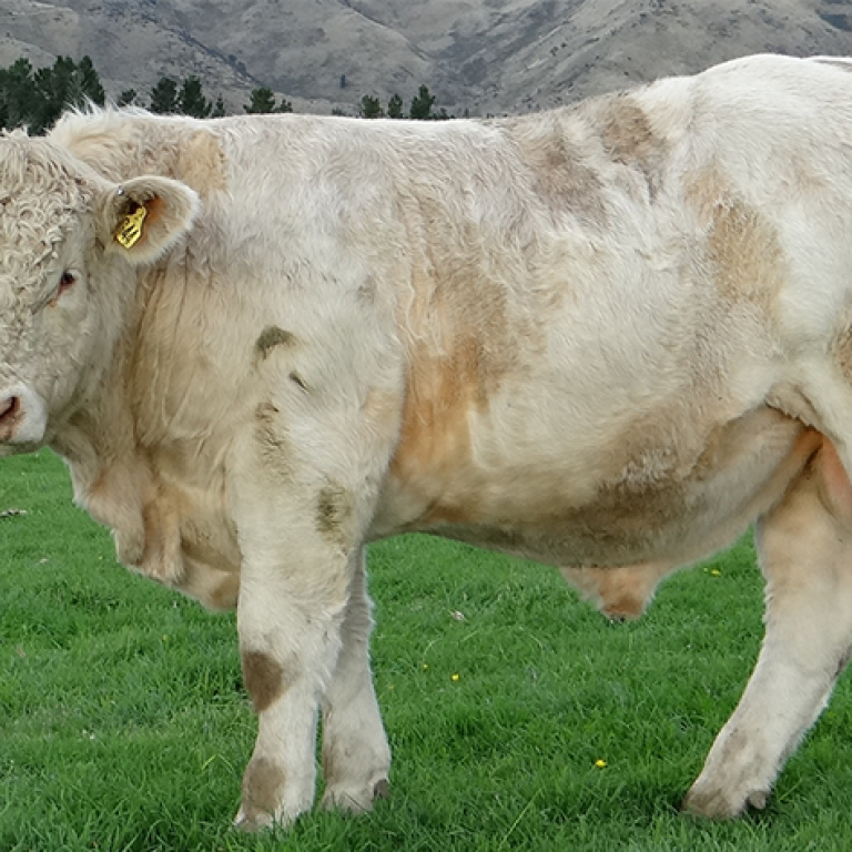 charolais image
