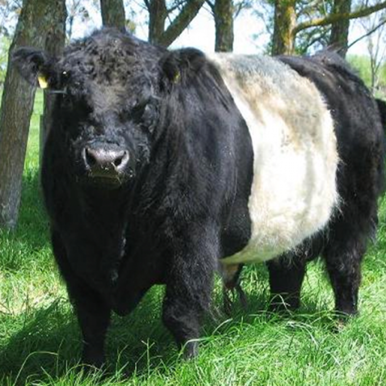 galloway image