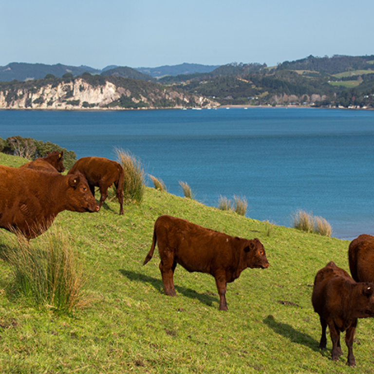 red devon image