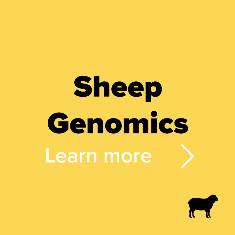 sheep genomics v2