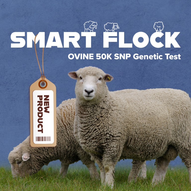 smart flock